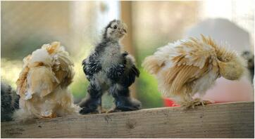 Chickens in run