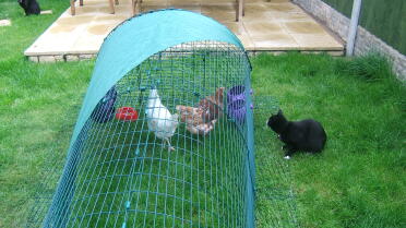 Cat and Chickens