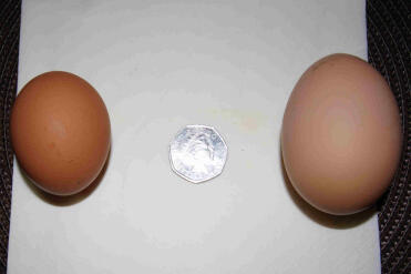 Ivy's egg on the left and Mavis's egg on the right