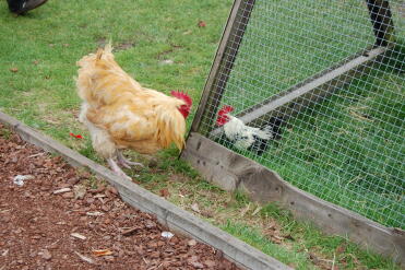 crazy chickens at birdworld. now who do you think would win???