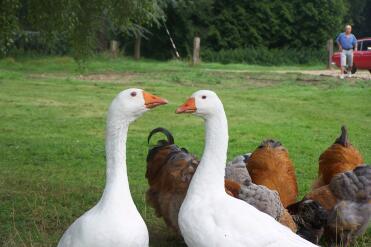Our geese only have eyes for each other!