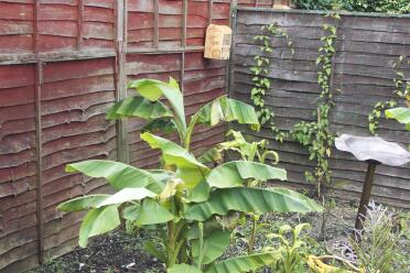 My bananas growing nicely in the garden