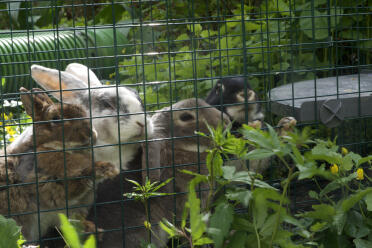 The rabbits love the playpen, and it allows them to graze all day!