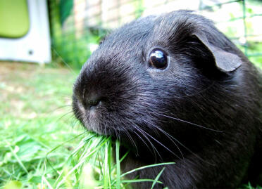 Parsley munching on some grass, by Abi