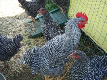 Chickens in run near the entrance to their coop