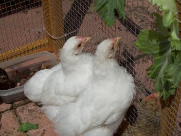 Chickens in run near the entrance to their coop