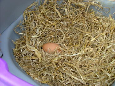 1st ever egg
