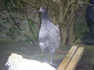 (bluebelle) belle nearly 6 weeks after arrival-no egg yet