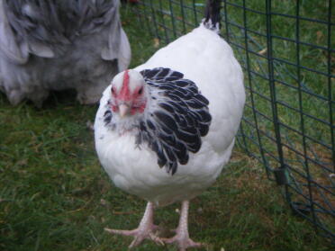 Florrie at 18 weeks, she had been pecked in her old home but she looks a lot better now.