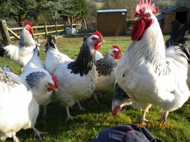 6 chickens posing in the garden