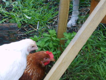 Bon Bon - the amber
& FLuffy Bum the Warren Both my sisters new chickens