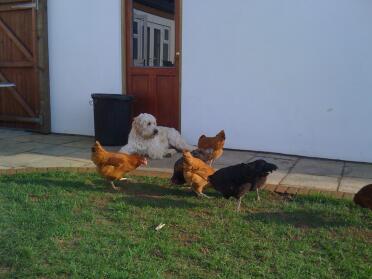The dog loves the chickens!  he keeps watch. 