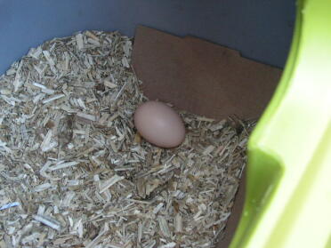 Another picture of Josephine's first egg!!!