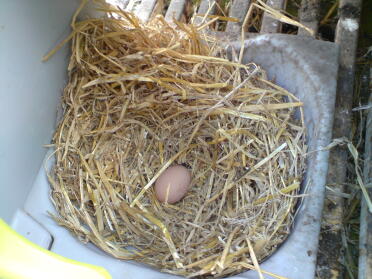 Clever Peggy has laid her first egg!