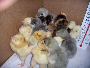 New chicks