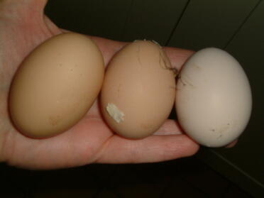 Our first ever 3 egg day!! January 19th 2008 - L-R Jenny's, Pandora's and Cassandra's eggs.