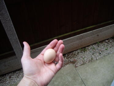 An egg after just one day!! 