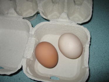 little brown 1st egg Eggwina's little beige 1st egg Eggna's