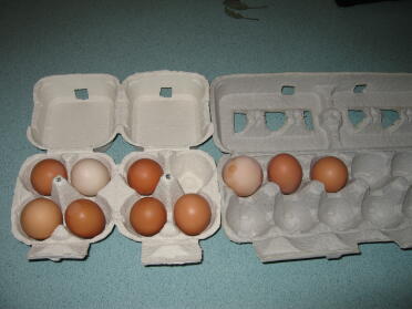 Day 6 egg count minus the one that had no shell