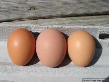 Yesterdays eggs is that a Plum blush in the middle? I think that we have finished with the no shell eggs none for 2 days and then this beauty first of this color.The other 3 lay brown eggs.
