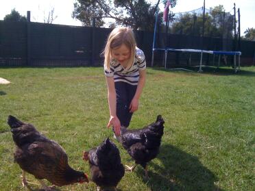Lucy feeding the chickens.