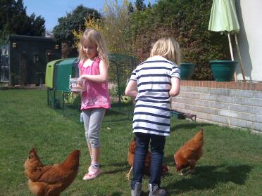 Lucy & holly feeding the chickens.