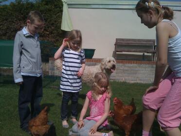 Everyone loves the chickens!