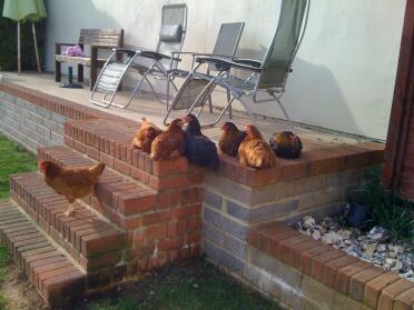Chickens sun bathing.