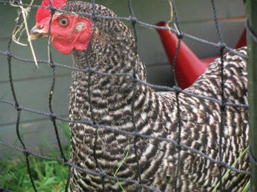 The Omlet netting provides an eggstra area for your hens, by trish and steve