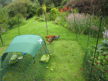 Omlet Chicken Netting by Clare
