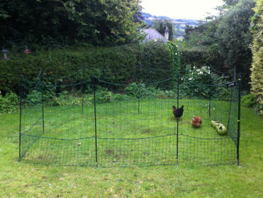 Our chicken netting creates an outdoor haven for your hens!