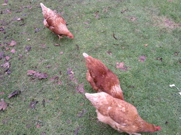 The 3 hens.