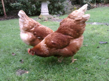 The chickens doing an impression of the sydney opera house.