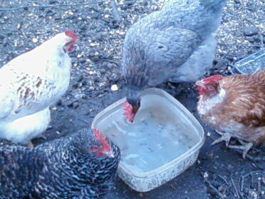 Mavis-white
Joan-Speckled
Oven ready-brown 
Crockus-grey  
All having drinkies in the morning