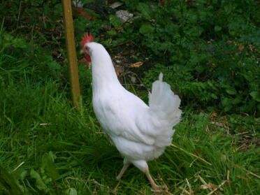 Shirley Sherbert - the white Leghorn who has laid a china white egg, within one hour of my sister getting her home!