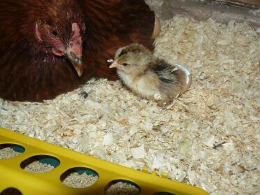 newly hatched gold brahma chick with columbian blacktail foster mum