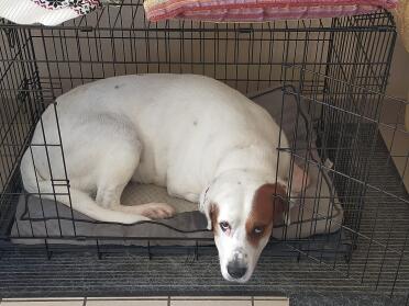 New cage for atilla