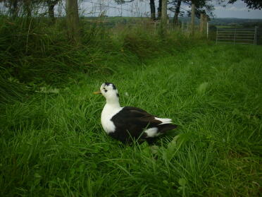 Black and White Magpie Call Duck