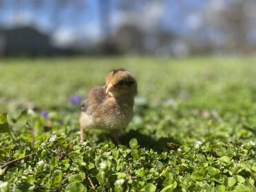 Easter egger chick 