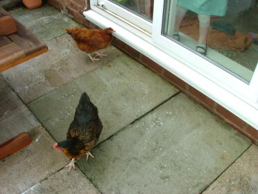 Chickens helpin to cleanin patio