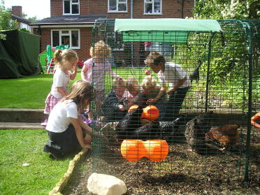 Amazing how a childs popularity increases when chickens arrive!