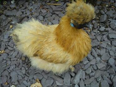Cute chicken on chippings