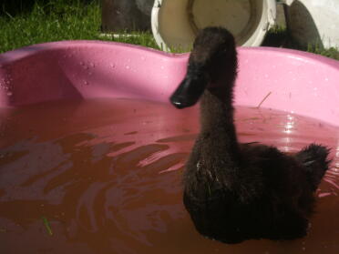 Duck in swimming tub