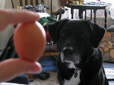 Dog hypnotised by tiny egg.