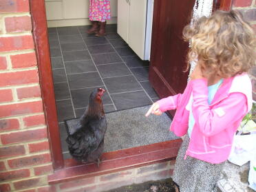 Daddy says no chickens in the house!