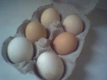 Fresh Eggs, White - White Star, Dark Brown - Black Star, Light Brown - Pekin Bantam