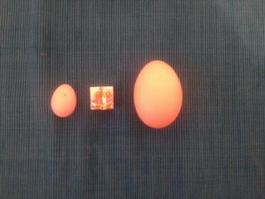 Smallest egg in the world? 