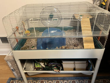 Guinea pigs!!