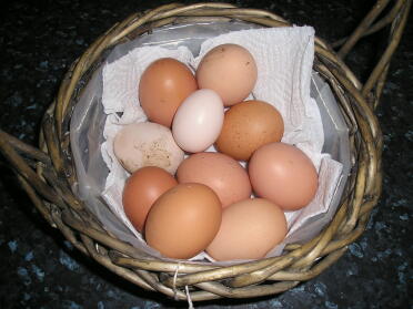 One days eggs - got another one shortly after this picture!