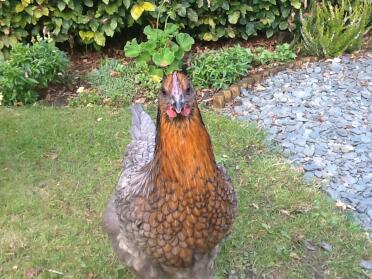 Clarice, my copper blue maran hen!